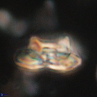 Heliolithus bukryi 65886