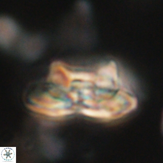 Heliolithus bukryi 65886