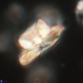 Heliolithus bukryi 65887