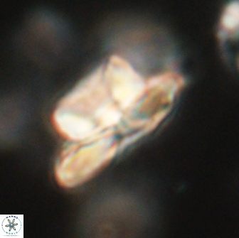 Heliolithus bukryi 65887