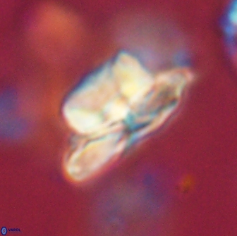 Heliolithus bukryi 65888