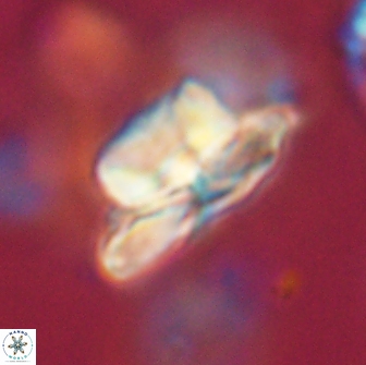 Heliolithus bukryi 65888