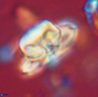 Heliolithus bukryi 65889