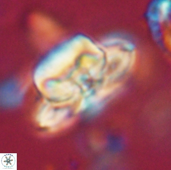 Heliolithus bukryi 65889