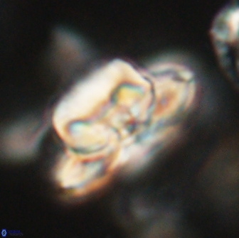 Heliolithus bukryi 65890
