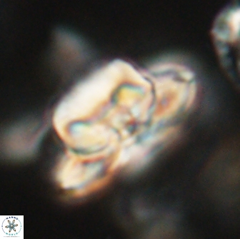 Heliolithus bukryi 65890