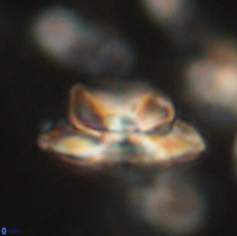 Heliolithus bukryi 65891