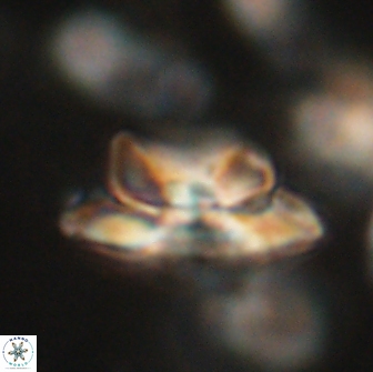 Heliolithus bukryi 65891