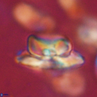 Heliolithus bukryi 65892