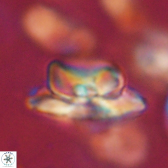 Heliolithus bukryi 65892