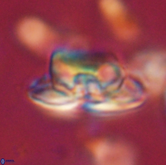 Heliolithus bukryi 65893