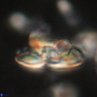 Heliolithus bukryi 65894