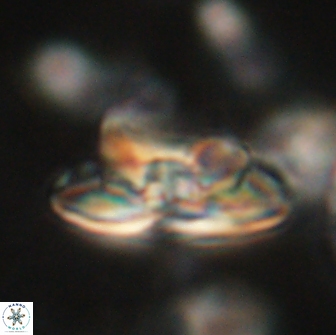 Heliolithus bukryi 65894