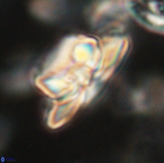 Heliolithus bukryi 65895