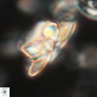 Heliolithus bukryi 65895