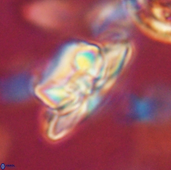 Heliolithus bukryi 65896