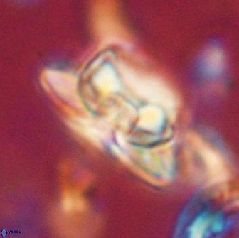 Heliolithus bukryi 65897