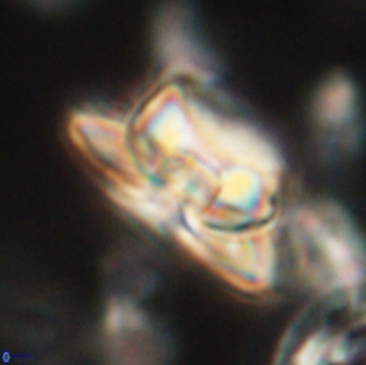 Heliolithus bukryi 65898