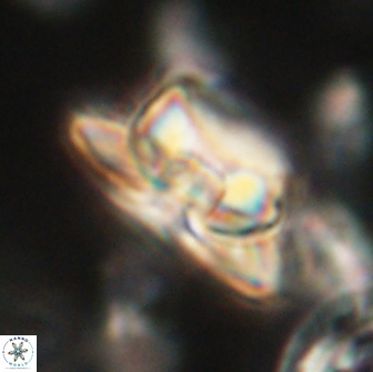 Heliolithus bukryi 65898