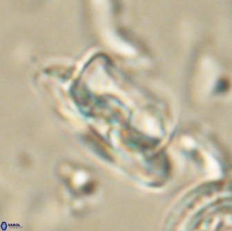 Heliolithus bukryi 65899
