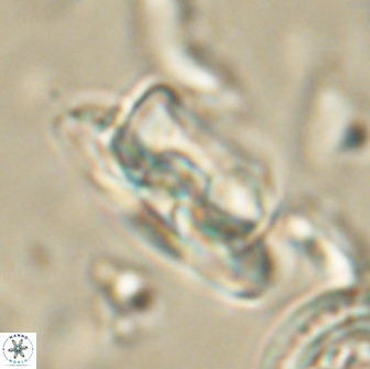Heliolithus bukryi 65899