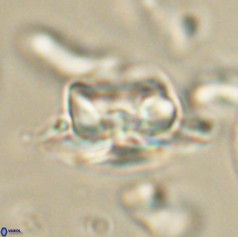 Heliolithus bukryi 65900
