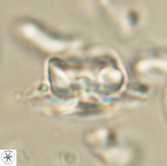 Heliolithus bukryi 65900
