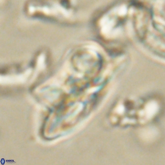 Heliolithus bukryi 65901