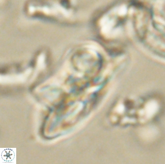Heliolithus bukryi 65901