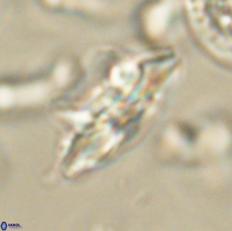 Heliolithus bukryi 65902