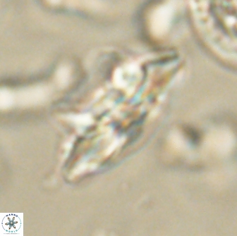 Heliolithus bukryi 65902