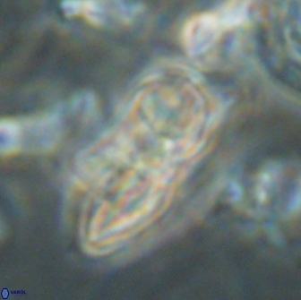 Heliolithus bukryi 65903