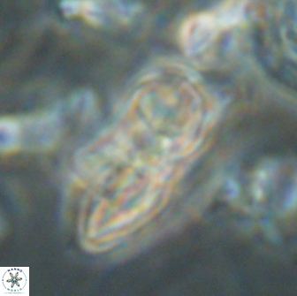 Heliolithus bukryi 65903