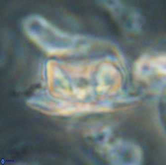 Heliolithus bukryi 65905