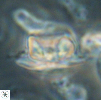 Heliolithus bukryi 65905