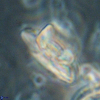 Heliolithus bukryi 65906