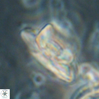 Heliolithus bukryi 65906