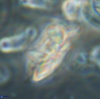 Heliolithus bukryi 65907