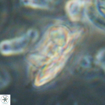 Heliolithus bukryi 65907