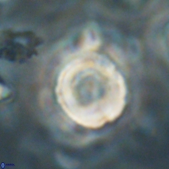Heliolithus bukryi 65909