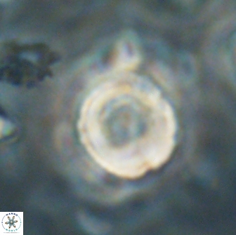 Heliolithus bukryi 65909