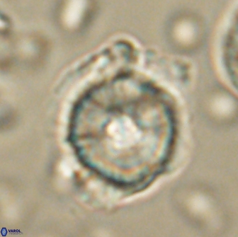 Heliolithus bukryi 65912