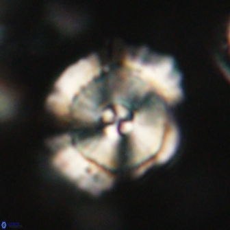 Heliolithus bukryi 65913