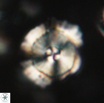 Heliolithus bukryi 65913