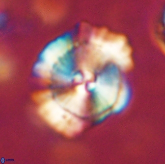 Heliolithus bukryi 65914