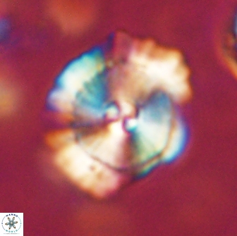 Heliolithus bukryi 65914