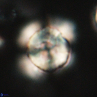 Heliolithus bukryi 65916