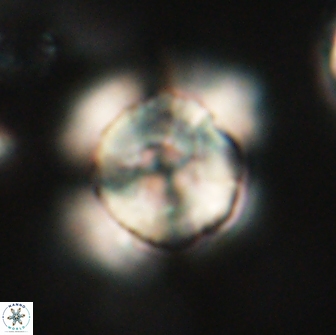Heliolithus bukryi 65916