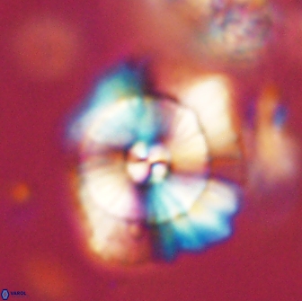Heliolithus bukryi 65920