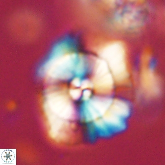 Heliolithus bukryi 65920